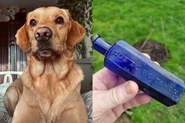 Cão desvenda crime de 160 anos ao encontrar frasco de “veneno”