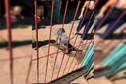 O animal foi retirado sem ferimentos e devolvido em segurança aos responsáveis O animal foi retirado sem ferimentos e devolvido em segurança aos responsáveis