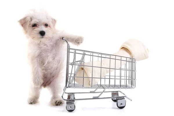 De brinquedos à acessórios: lista traz os itens mais vendidos para pets