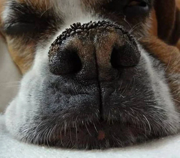 Foto colorida de um focinho de cachorro