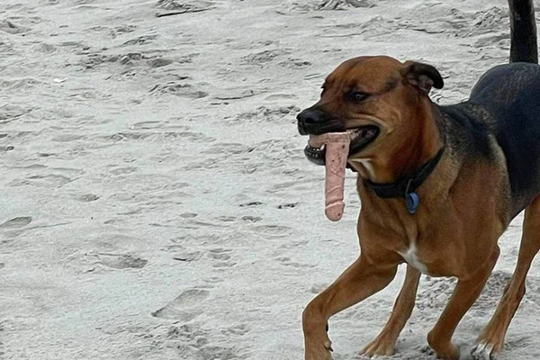 Cachorro sex toy 2