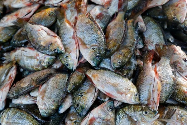 Ibama incinera 10 toneladas de peixe podre no Aeroporto de Guarulhos