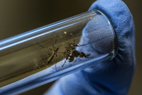 Foto colorida de mosquito da dengue - Aedes aegypti: quem ele pica, quando ataca e como ocorre a transmissão - Metrópoles