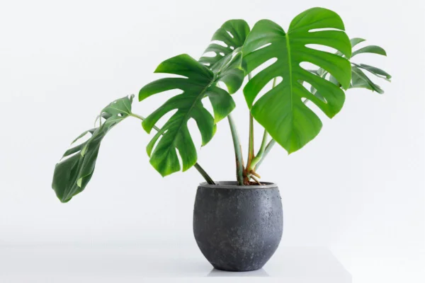 Foto de Uma planta em um vaso preto