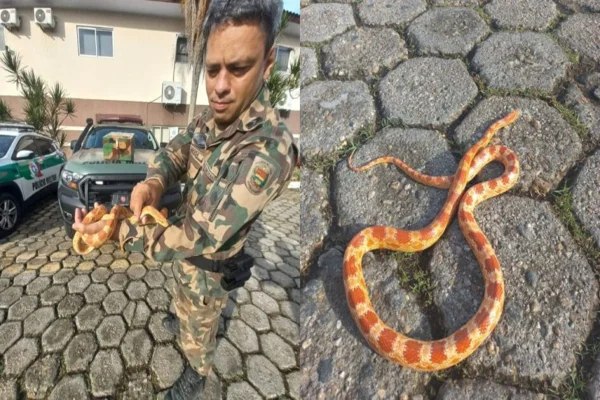 Imagem colorida, SC: cobra exótica encontrada em garagem em Itajaí é proibida no Brasil - Metrópoles
