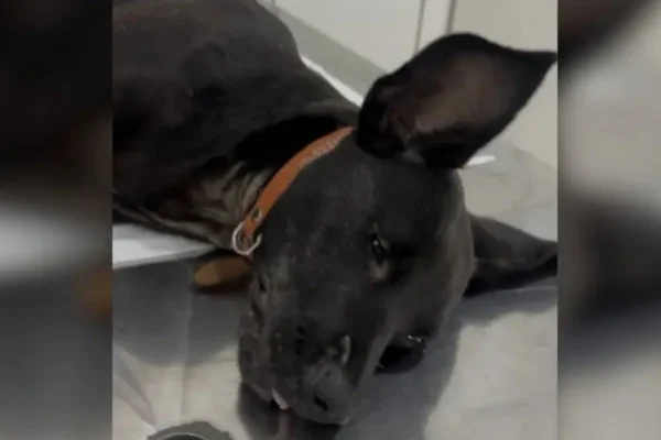 Cachorra que teve pata quebrada por tutor morre durante cirurgia em SC