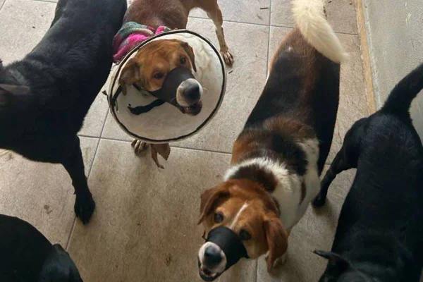 Cachorros resgatados em hotel com dois presos suspeitos de maus-tratos e zoofilia - Metrópoles