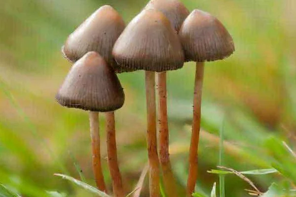 Alucinógeno de cogumelo é tão eficaz quanto antidepressivo, diz estudo