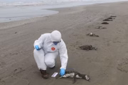 Pinguins-de-Magalhães estão em período migratório em busca de águas mais quentes e alimento na costa brasileira