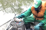 Funcionários trabalham na limpeza de lago do Parque da Aclimação, na zona sul de São Paulo