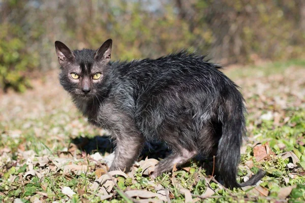 gata da raça lykoi (gato-lobo ou lobisomem