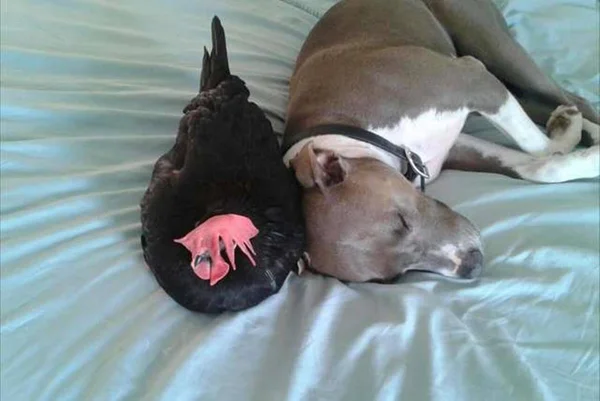 Galinha e cachorro