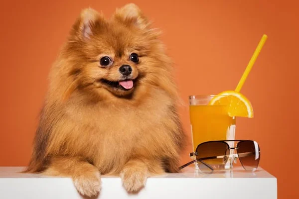 Verão refrescante para os pets: saiba tudo sobre o tapete gelado para cães