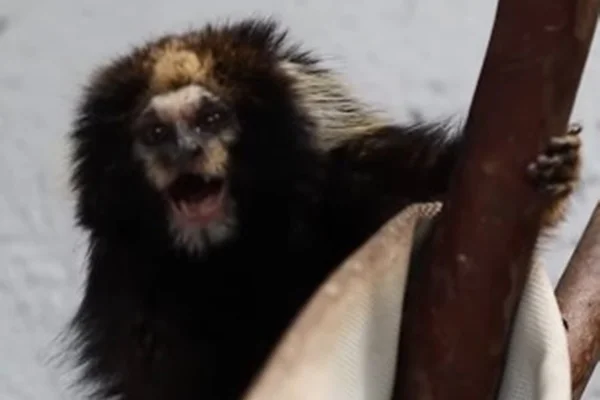 Sagui - Metrópoles