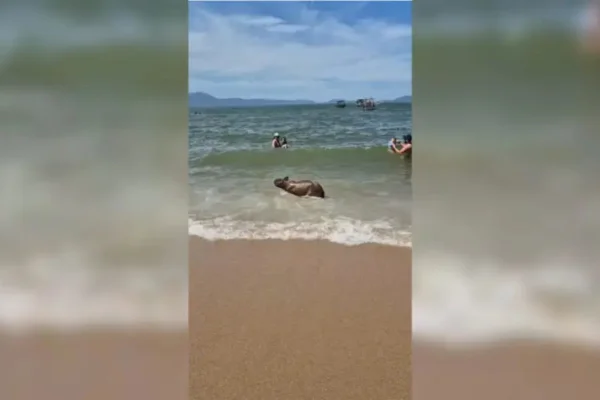 Foto de capivara tomando banho de mar em praia de Santa Catarina
