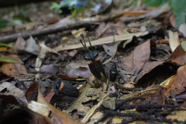Imagem colorida mostra planta flor do diabo - Metrópoles