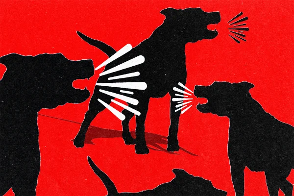 De veterinária a criança: DF teve 6 mil acidentes com cães em 2026