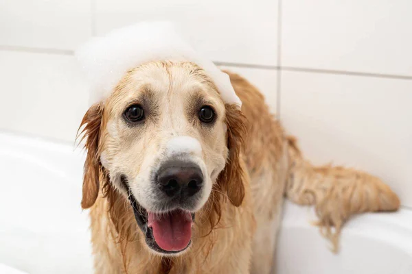 Golden retriever no banho