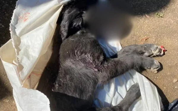 imagem colorida filhote cachorro morto enforcado fio goias