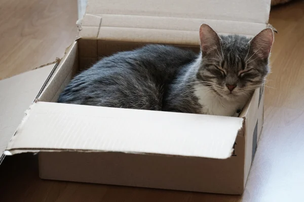 gato na caixa de papelão