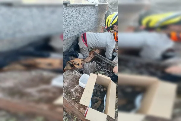 cadela com filhotes sendo resgatada