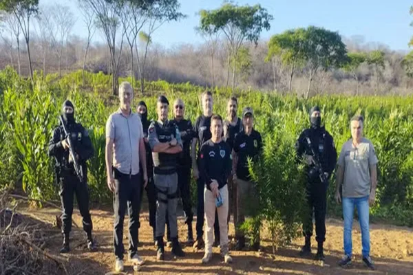 Imagem colorida, agentes da Polícia Civil em frente a uma plantação de maconha - Metrópoles