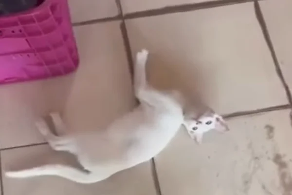 Imagem colorida de gatinho chutado na rua, no Pará