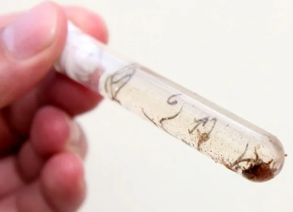 Obama pedirá ao Congresso liberação de US$ 1,8 bilhão para prevenção ao vírus Zika