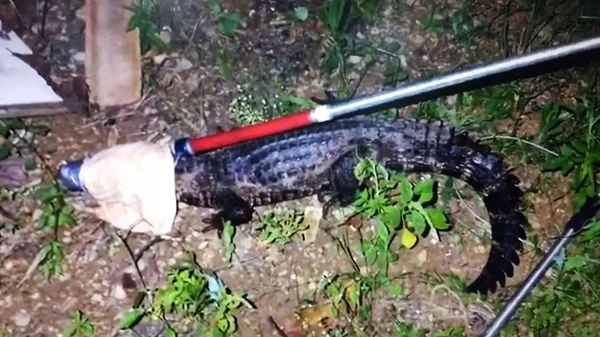 Vídeos. PM captura jacaré em quintal de chácara no DF