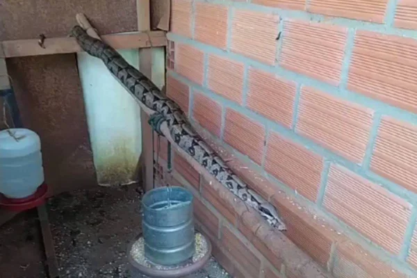 jiboia é capturada em galinheiro em povoado de anápolis, goiás