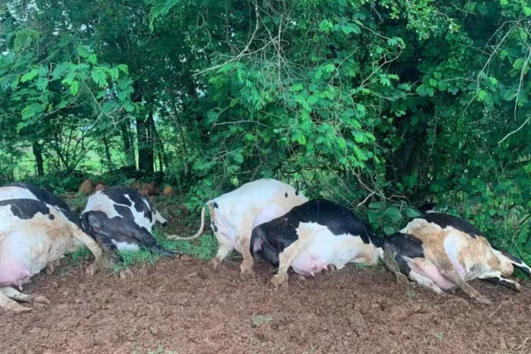Foto coloridas de vacas mortas embaixo de árvore - Metrópoles