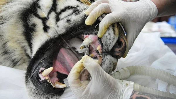 No DF, até tigre vai ao dentista. Veja o cuidado com os animais do zoo