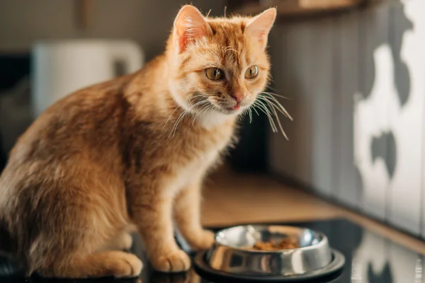 Gato laranja sentado ao lado de um pode de comida prateado