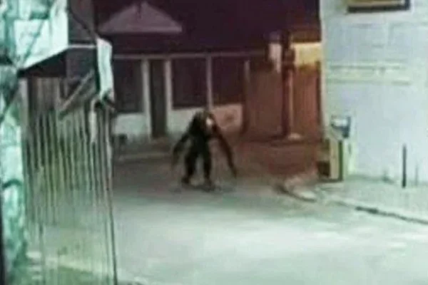 “Criatura estranha” circula pelas ruas e assusta moradores na Bahia