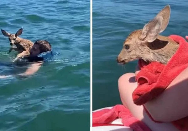 Vídeo: jovem se joga em lago e salva cervo que se afogava