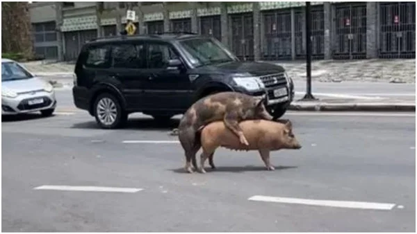Vídeo: “momento íntimo” entre porcos para o trânsito em BH e viraliza