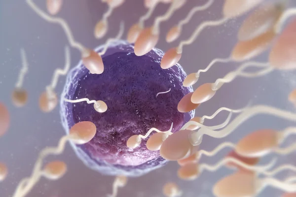 Imagem colorida mostra espermatozoide fecundadando óvulo - Metrópoles