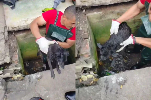 Resgate do cachorro cego aconteceu em Cabreúva, no interior de São Paulo. A tubulação era de águas das chuvas - Metrópoles