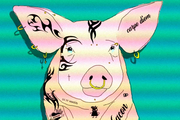 Porco tatuado