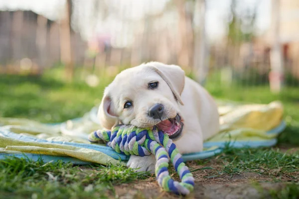 Foto colorida de chachorro branco brincando na grama com uma corda-Metrópoles