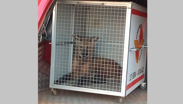 Lobo-guará é resgatado em Goiás