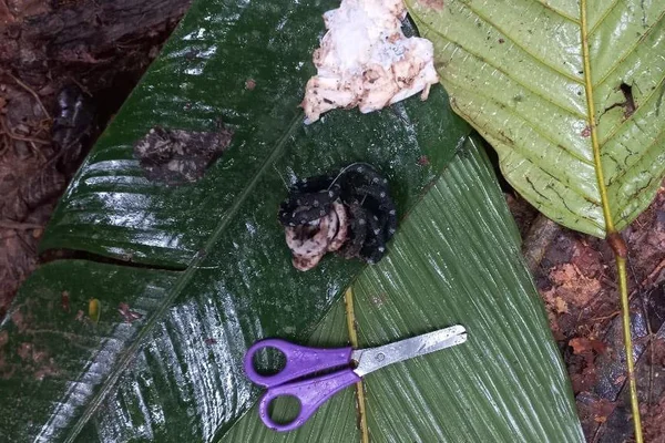 Veja as pistas que ajudaram a encontrar crianças colombianas na floresta