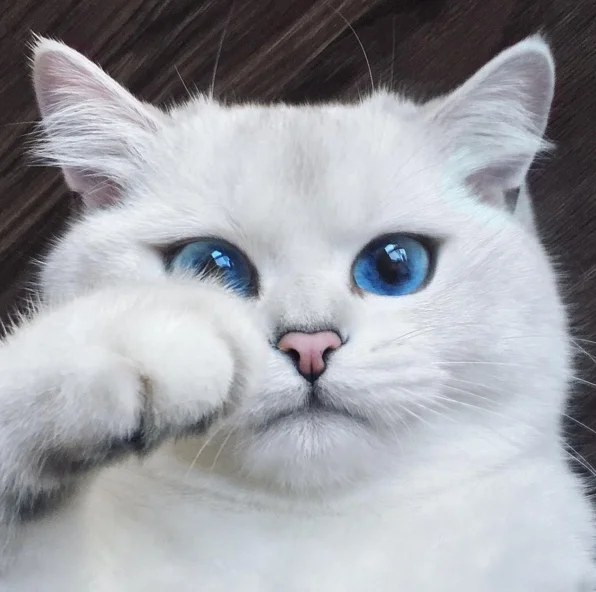 Conheça o Coby, o gatinho que está inquietando o Instagram com sua beleza