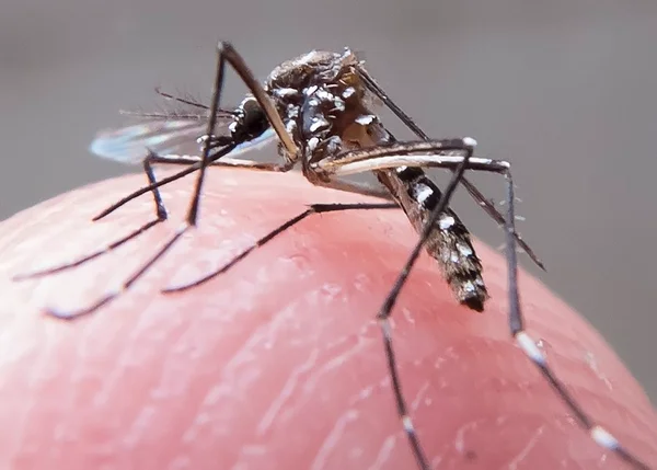 Brasil registra primeira morte por zika