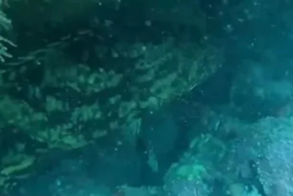 Peixe raro é visto em Alagoas
