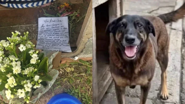 Carta deixada na casinha do cão Orelha