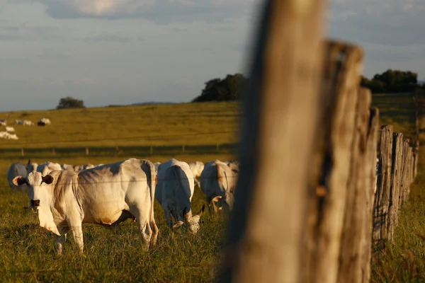 Foto colorida de vaca e boi em campo