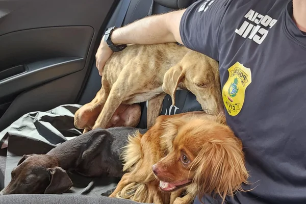 Homens são presos por deixar cães em estado extremo de desnutrição