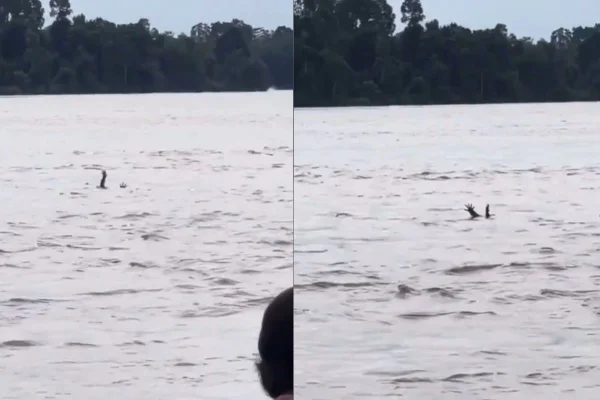 Imagem colorida de crocodilo na Indonésia