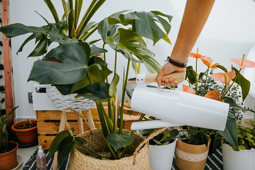 Homem regando as plantas